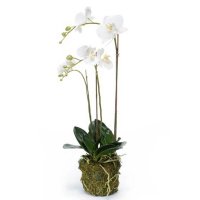 Орхидея фаленопсис белая с землёй и мхом искусственная h70 см