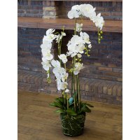 Орхидея фаленопсис белая с землёй и мхом искусственная h145 см