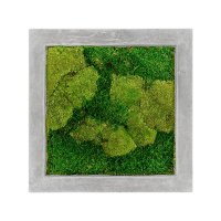 Картина из стабилизированного мха raw grey 50% ball- and 50% flat moss l50 w50 h5 см