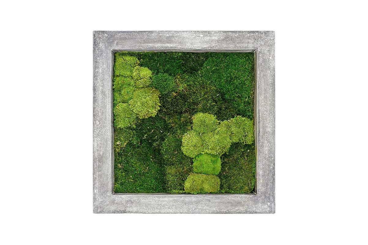 Картина из стабилизированного мха raw grey 30% ball- and 70% flat moss l70 w70 h5 см