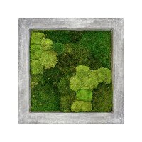 Картина из стабилизированного мха raw grey 30% ball- and 70% flat moss l70 w70 h5 см
