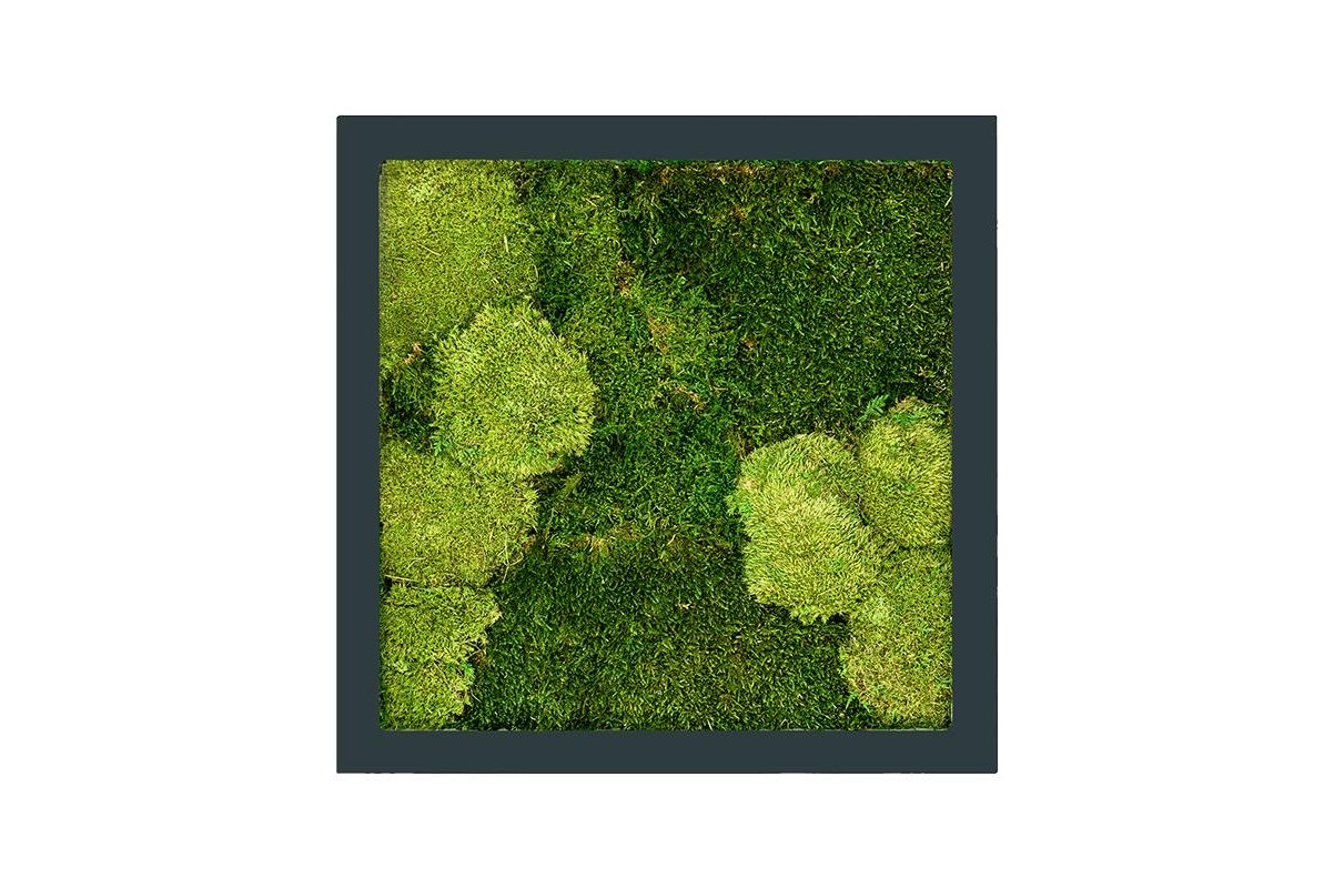 Картина из стабилизированного мха stiel ral 7016 mat 30% ball- and 70% flat moss l50 w50 h5 см