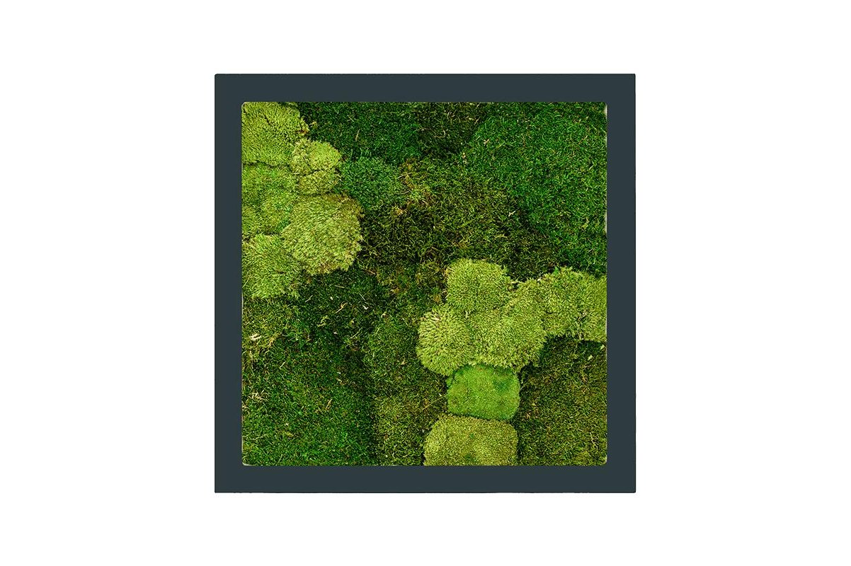 Картина из стабилизированного мха stiel ral 7016 mat 30% ball- and 70% flat moss l70 w70 h5 см