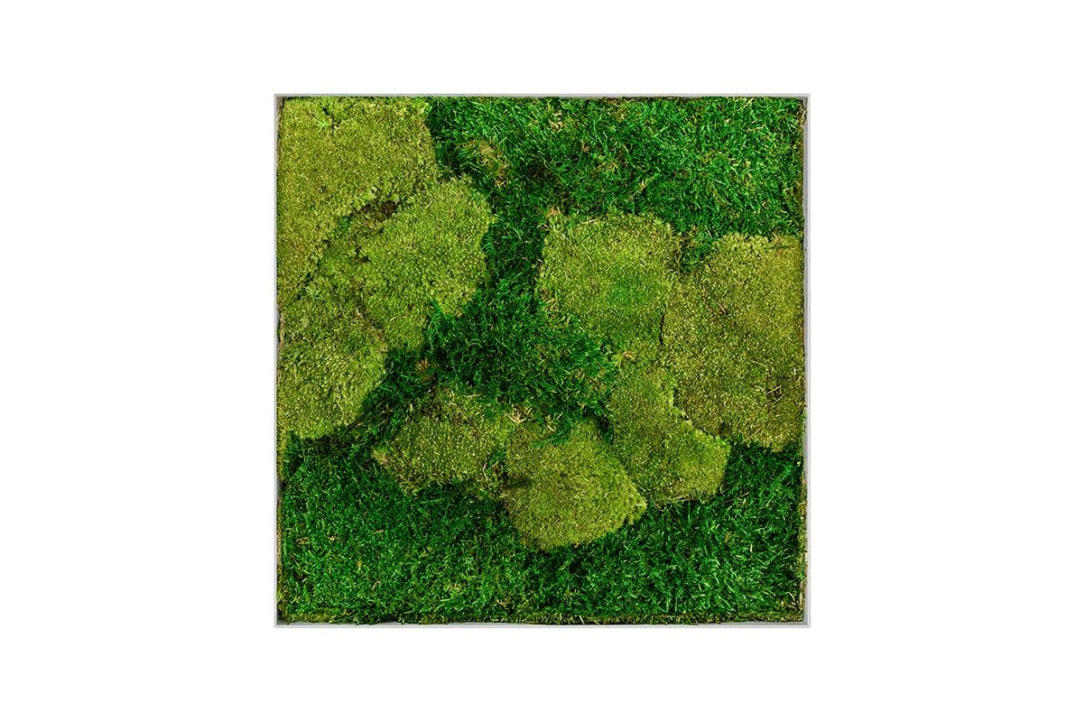 Картина из стабилизированного мха superline l 50% ball- and 50% flat moss l50 w50 h5 см