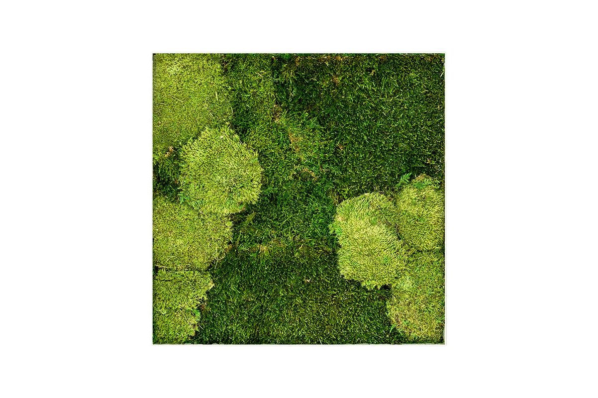 Картина из стабилизированного мха stiel l ral 9010 30% ball- and 70% flat moss l50 w50 h5 см