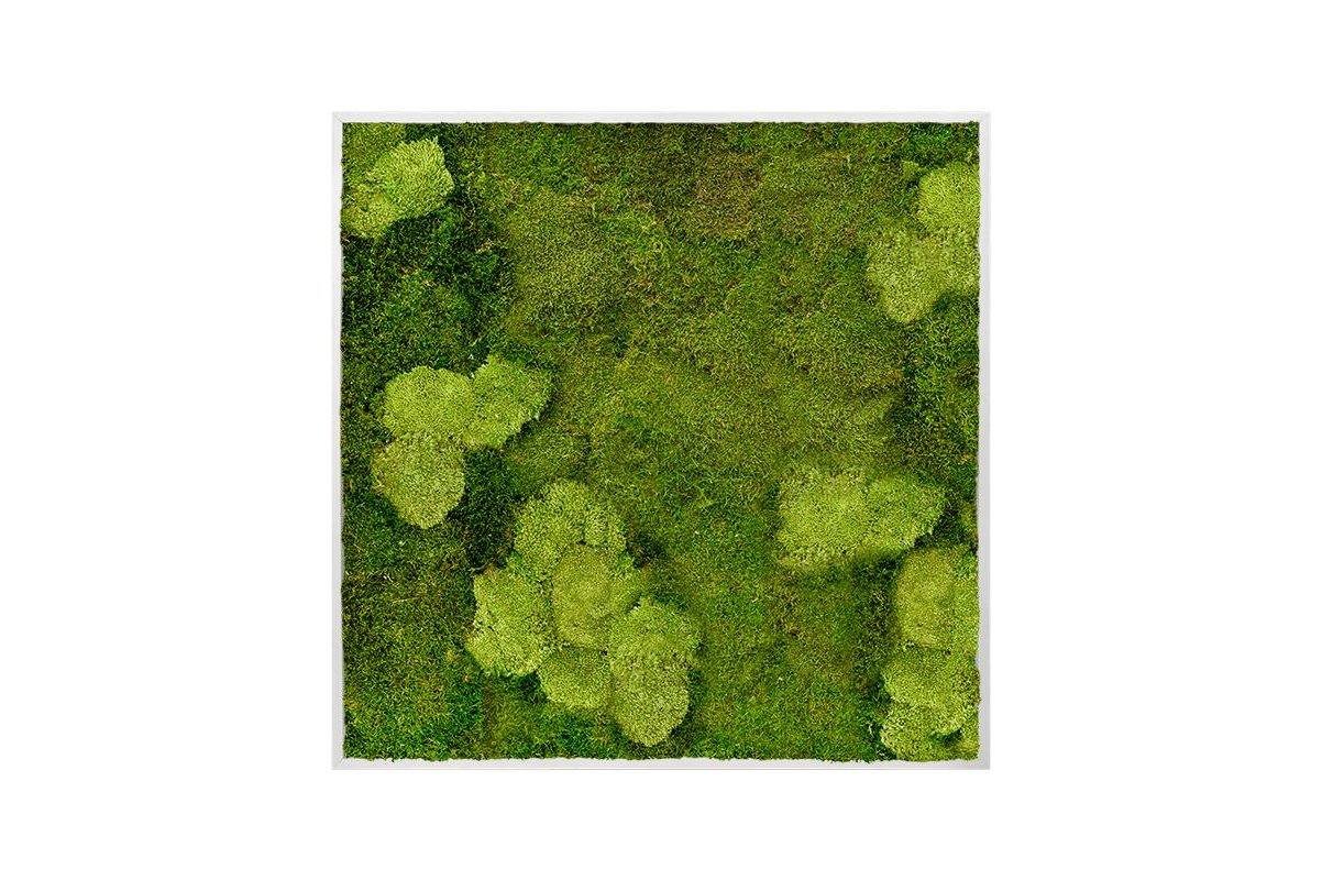 Картина из стабилизированного мха aluminum 30% ball moss (natural) and 70% flat moss l120 w120 h6 см