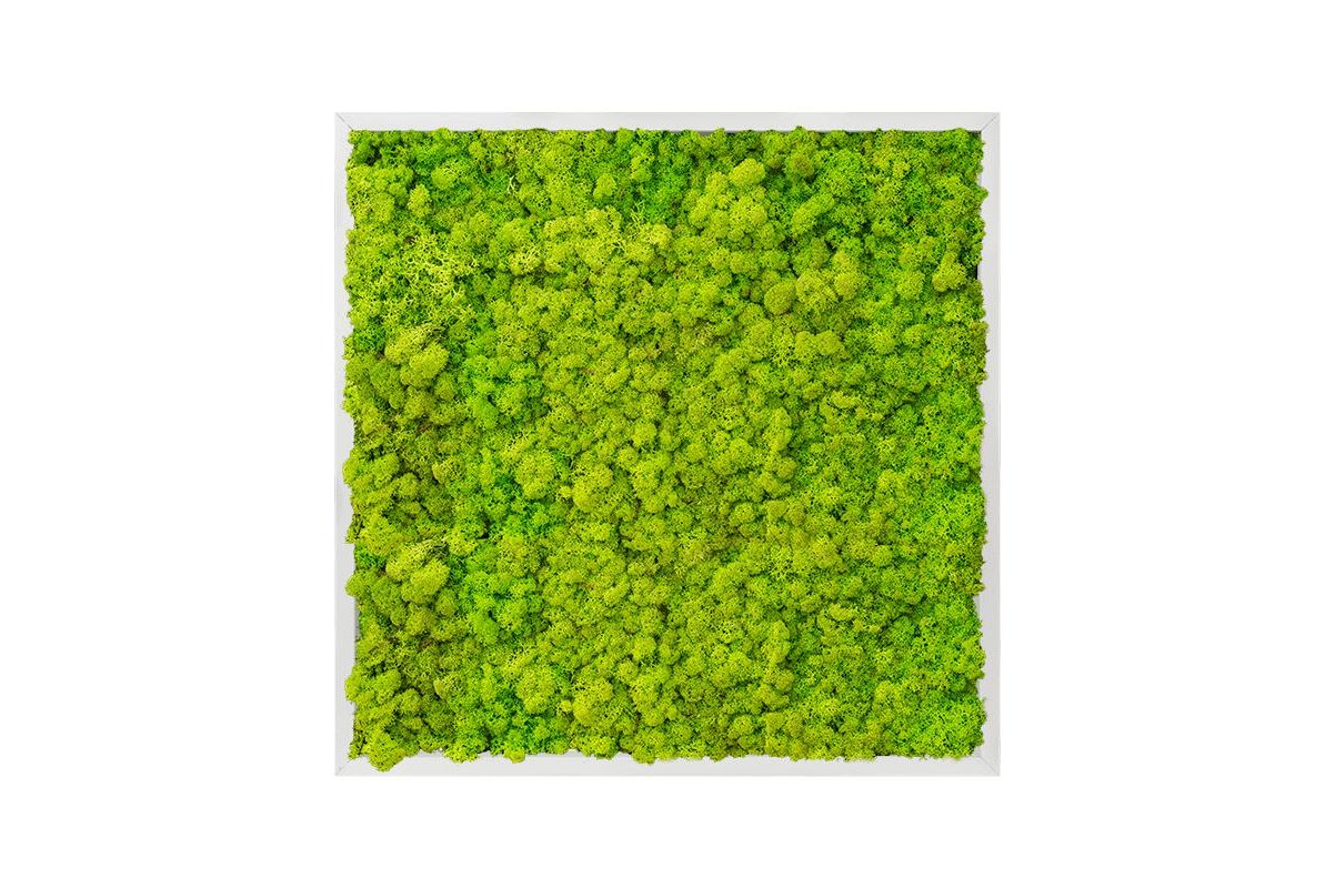 Картина из стабилизированного мха aluminum 100% reindeer moss (spring green) l70 w70 h6 см