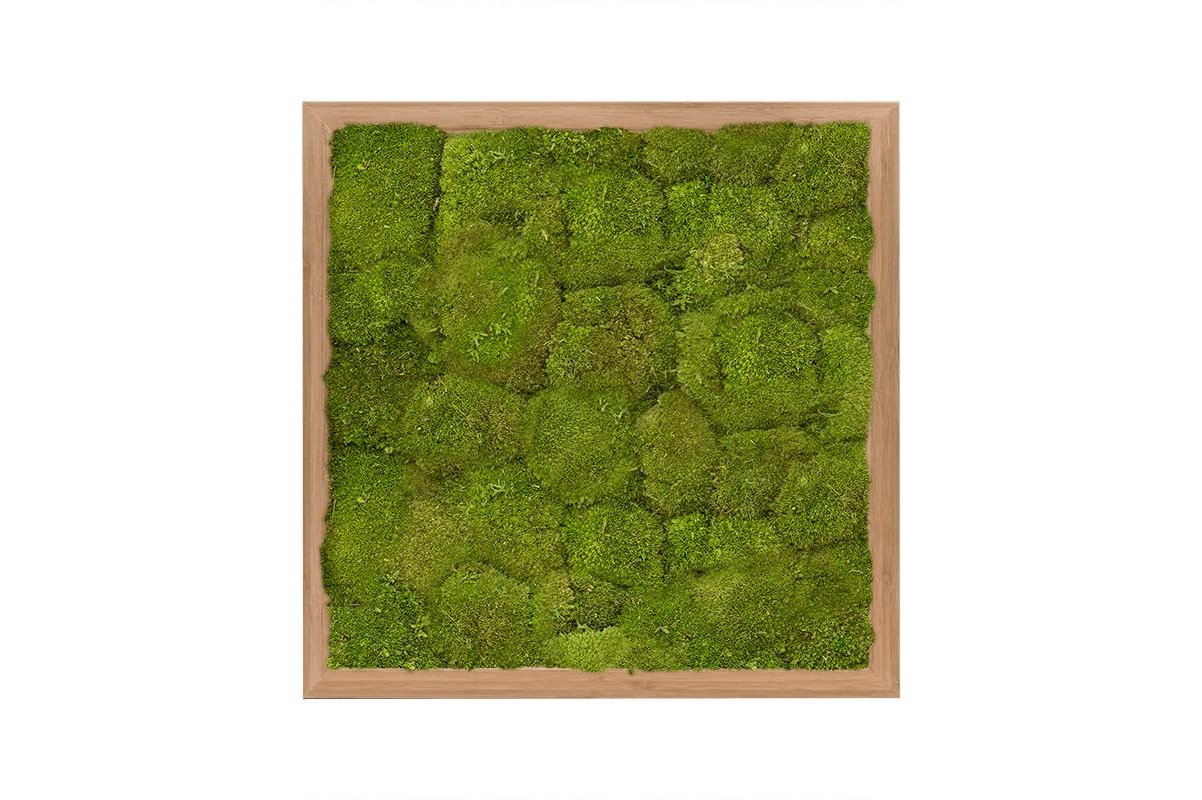 Картина из стабилизированного мха bamboo 100% flat moss (natural) l40 w40 h6 см