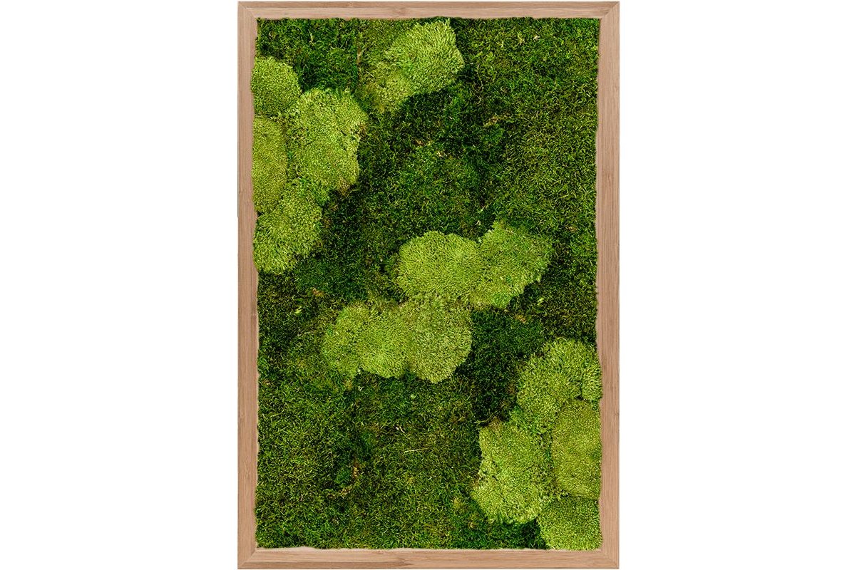 Картина из стабилизированного мха bamboo 30% ball moss (natural) and 70% flat moss l40 w60 h6 см