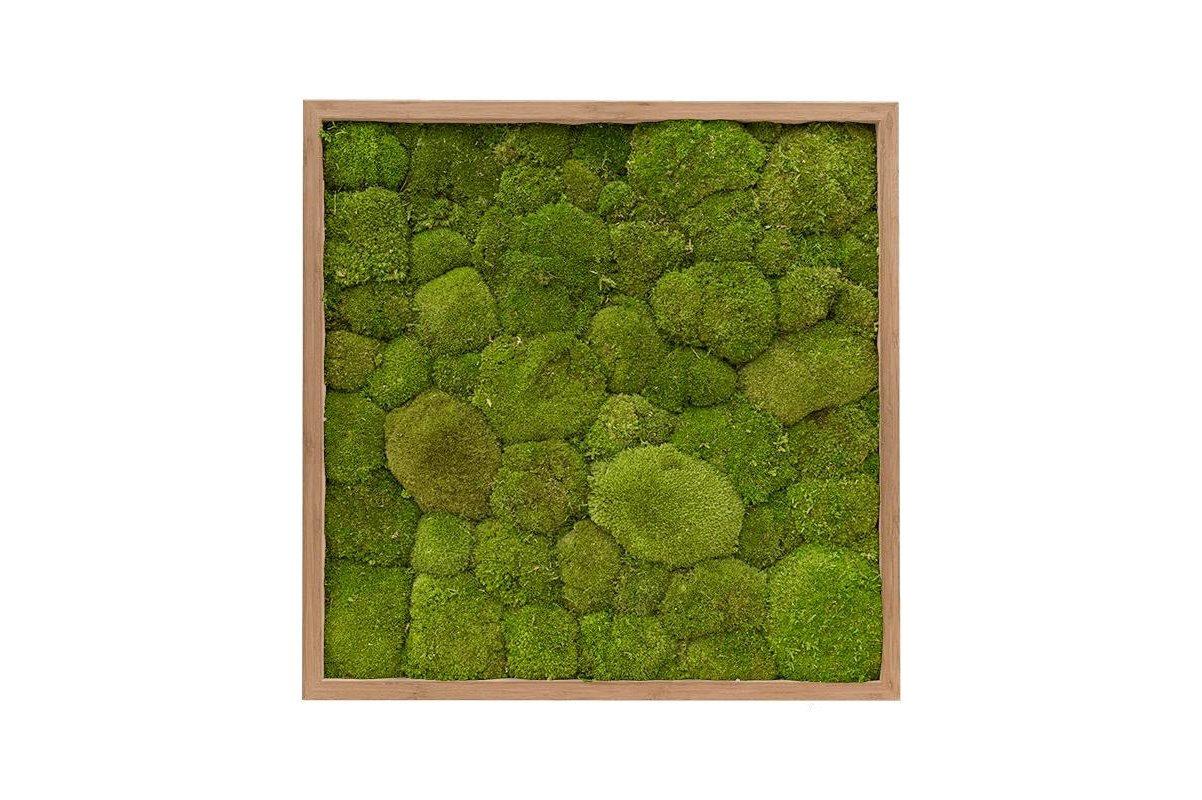 Картина из стабилизированного мха bamboo 100% flat moss (natural) l60 w60 h6 см
