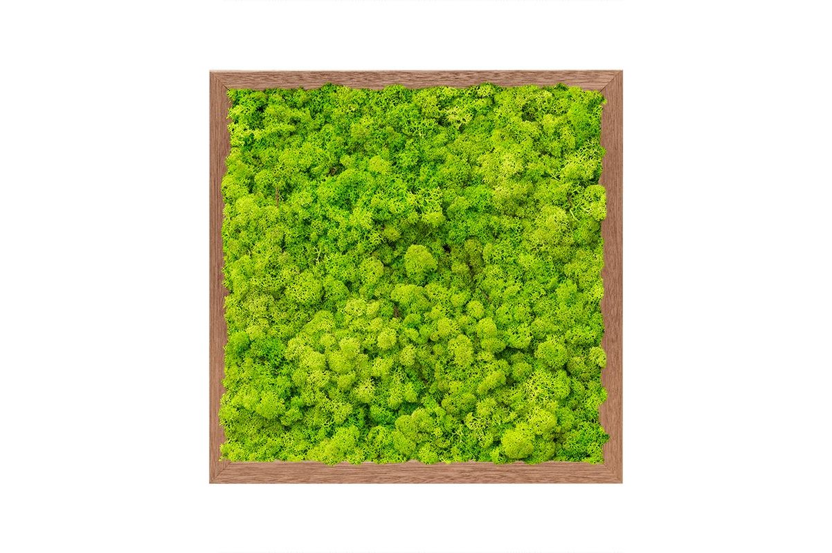 Картина из стабилизированного мха meranti 100% reindeer moss (spring green) l40 w40 h6 см