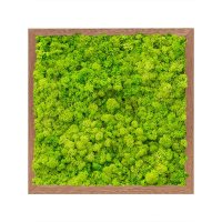 Картина из стабилизированного мха meranti 100% reindeer moss (spring green) l40 w40 h6 см