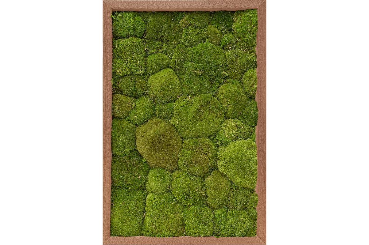 Картина из стабилизированного мха meranti 100% ball moss (natural) l40 w60 h6 см