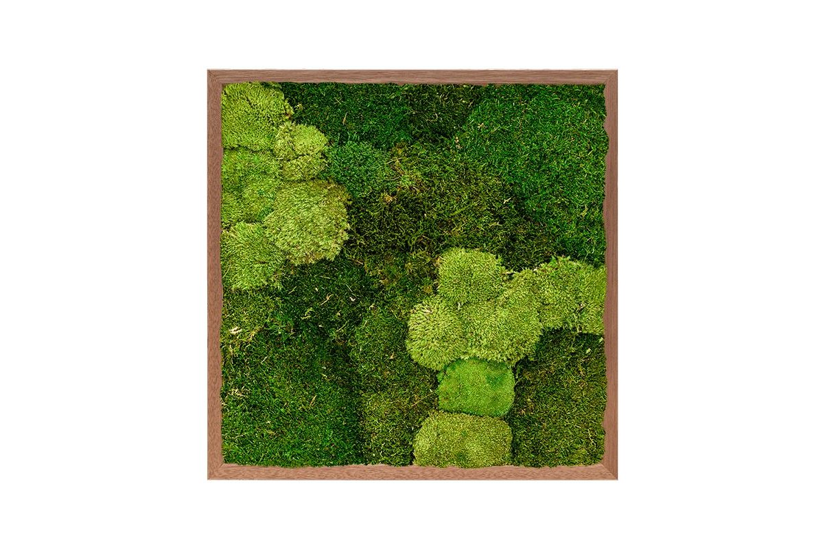 Картина из стабилизированного мха meranti 30% ball moss (natural) and 70% flat moss l60 w60 h6 см