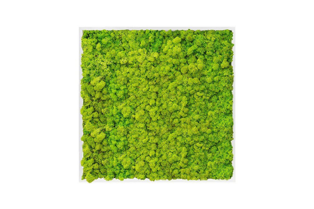 Картина из стабилизированного мха mdf ral 9010 satin gloss 100% reindeer moss (spring green) l100 w100 h6 см