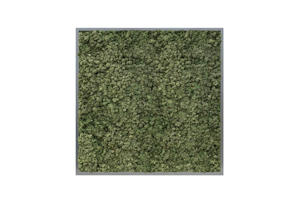 Картина из стабилизированного мха mdf ral 7016 satin gloss 100% reindeer moss (dark green) l100 w100 h6 см