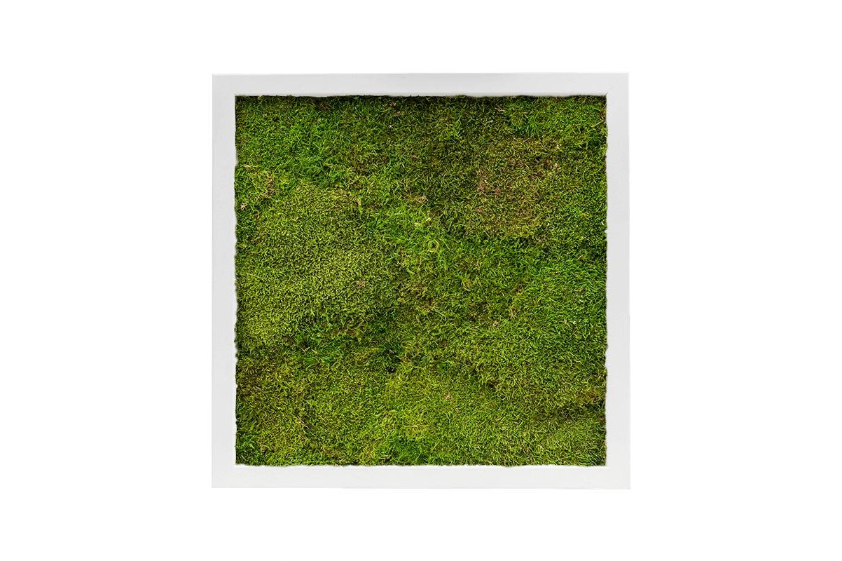 Картина из стабилизированного мха mdf ral 9010 satin gloss 100% flat moss l40 w40 h6 см