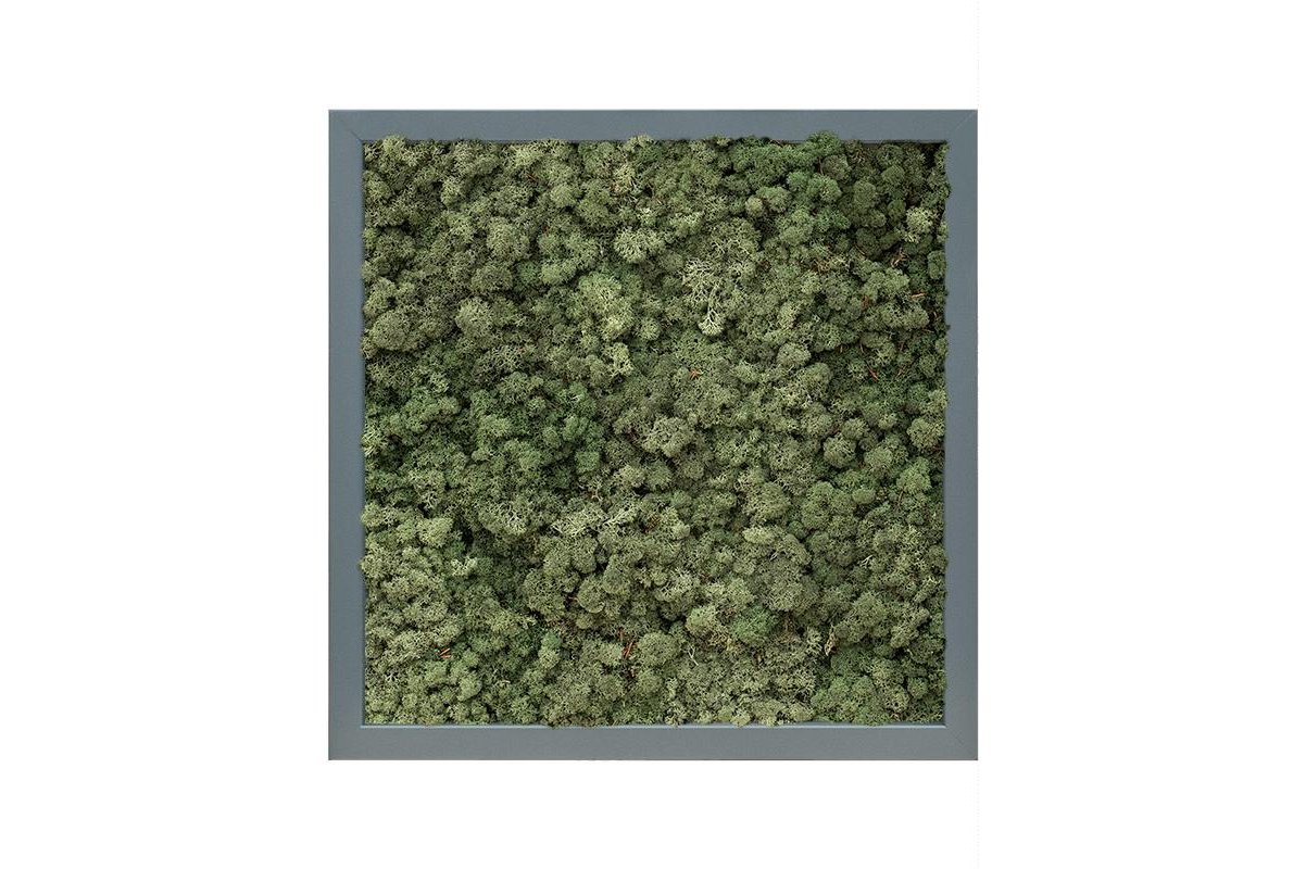 Картина из стабилизированного мха mdf ral 7016 satin gloss 100% reindeer moss (dark green) l40 w40 h6 см