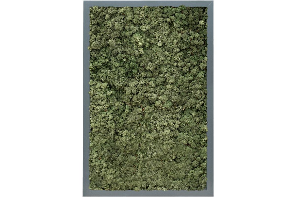 Картина из стабилизированного мха mdf ral 7016 satin gloss 100% reindeer moss (dark green) l40 w60 h6 см