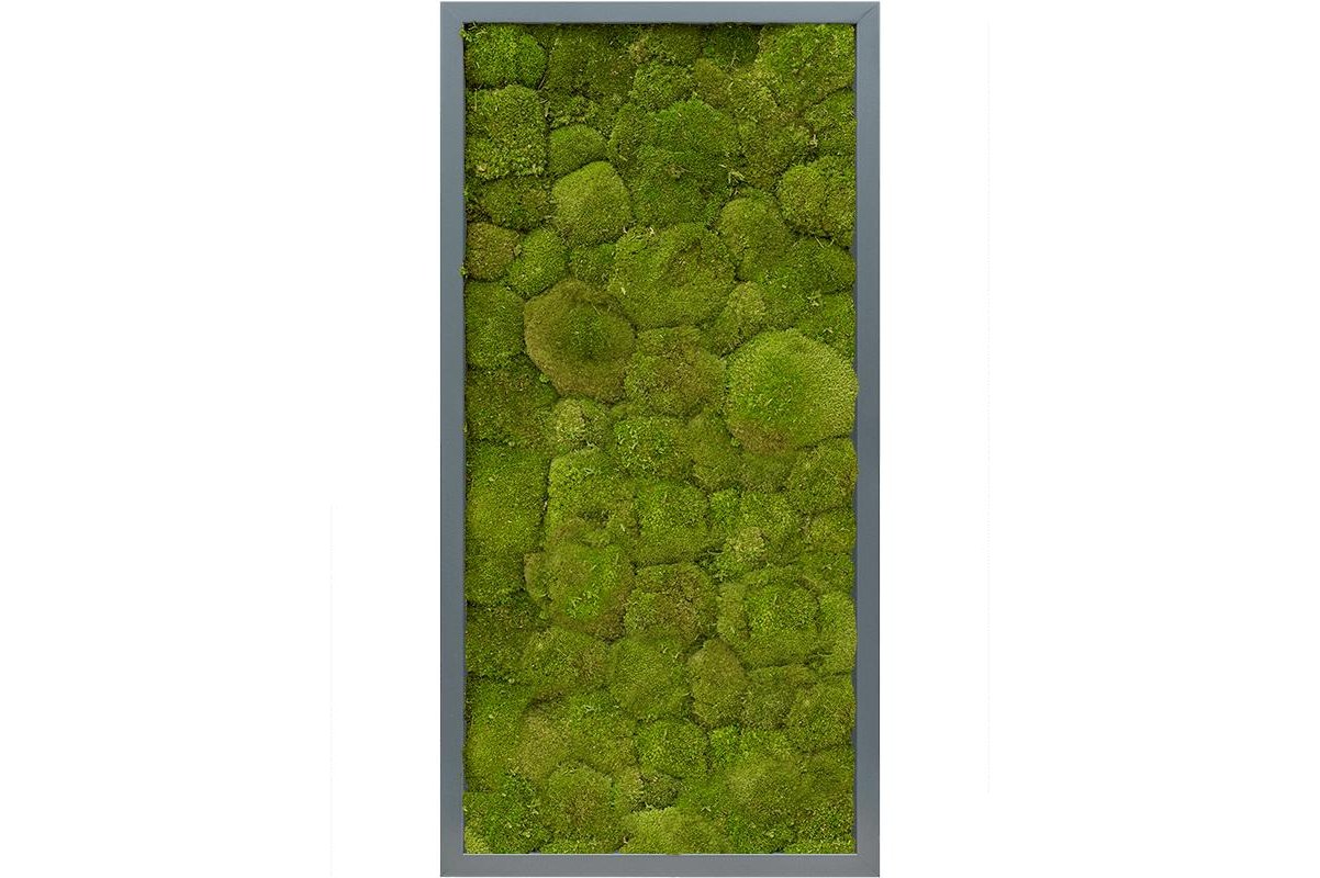 Картина из стабилизированного мха mdf ral 7016 satin gloss 100% ball moss (natural) l40 w80 h6 см