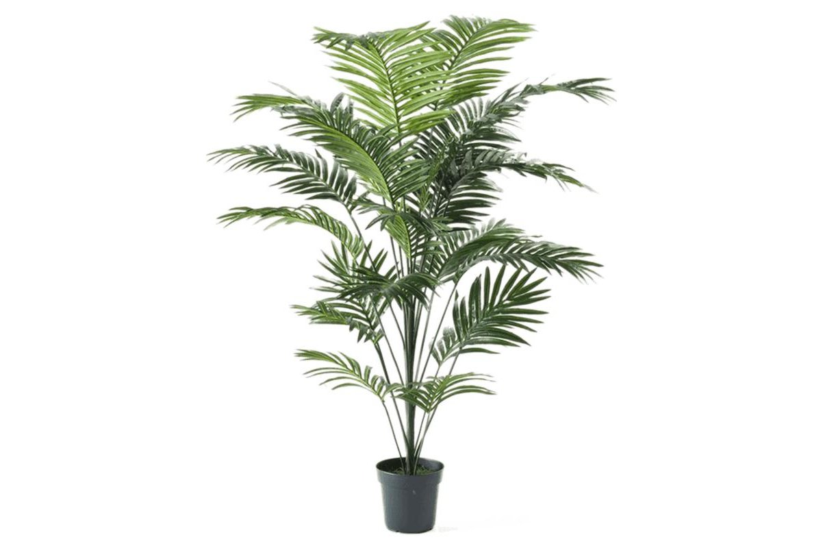Купить пальму живую. Пальмы комнатные растения. Искусственная Пальма Райская. Арека искусственное растение. Palm IREADER.