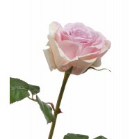 Роза Верди искусственная светло-сиреневая с розовым 58 см
