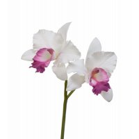 Орхидея Катлея искусственная белая с темно-розовым язычком 29 см (Real Touch)