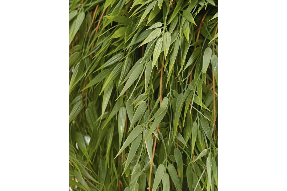 Бамбук искусственный ампельный 60, 75, 130 см - Фото 3