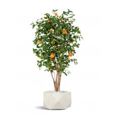 Апельсиновое дерево искусственное с плодами в бежевом кашпо 180 см