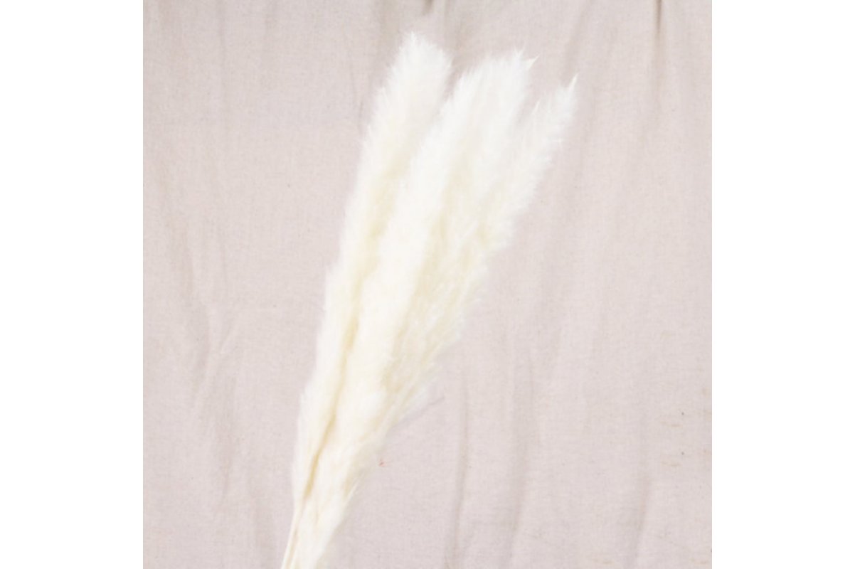 Сухоцвет - Пампасная трава (кортадерия) белая 12 колосков 83 см