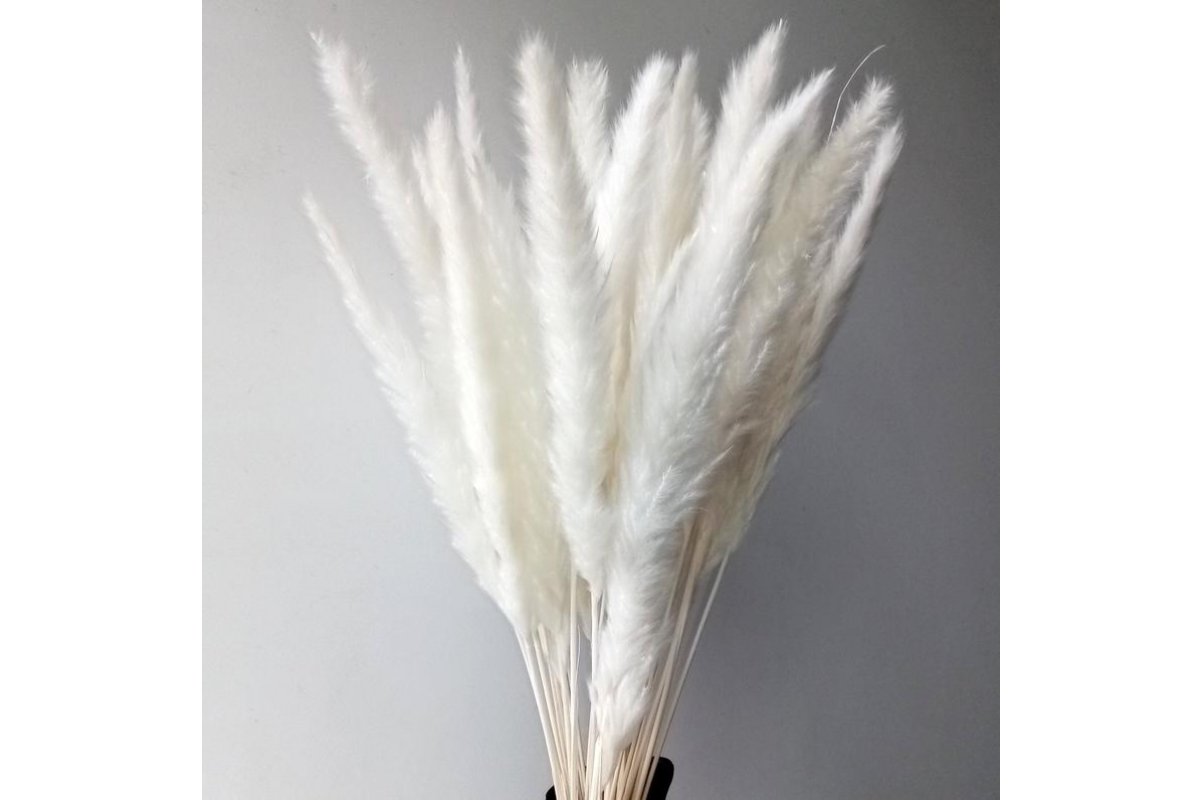 Сухоцвет - Пампасная трава (кортадерия) белая 12 колосков 83 см - Фото 10