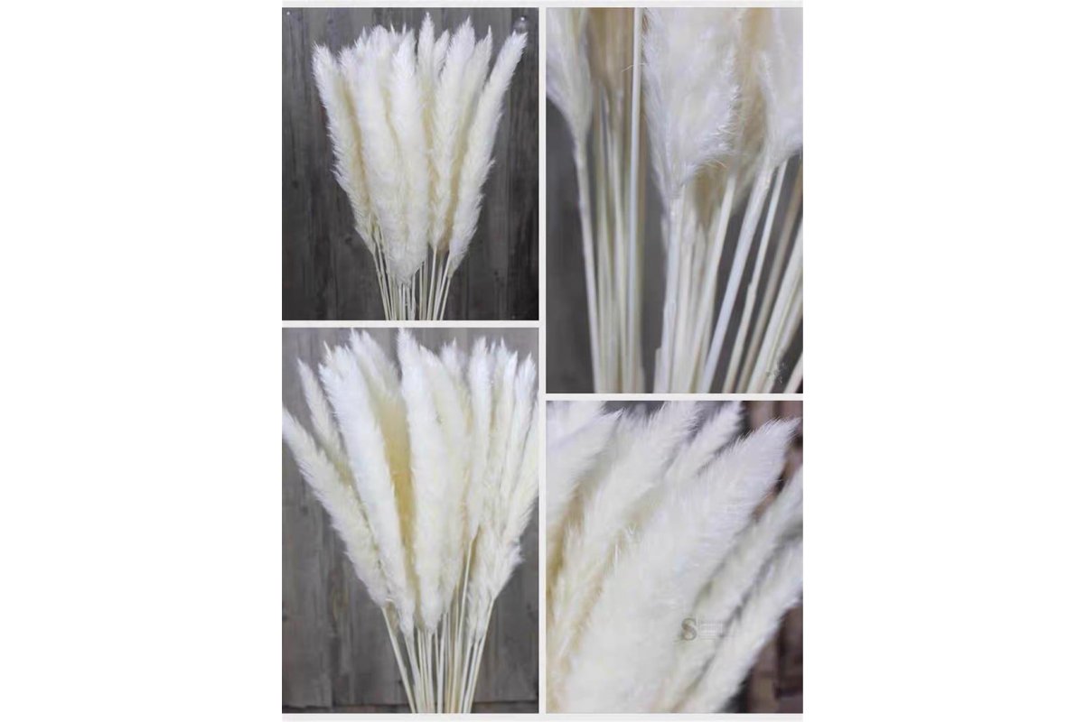 Сухоцвет - Пампасная трава (кортадерия) белая 12 колосков 83 см - Фото 12