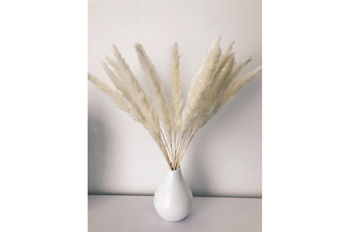 Сухоцвет - Пампасная трава (кортадерия) белая 12 колосков 83 см - Фото 8