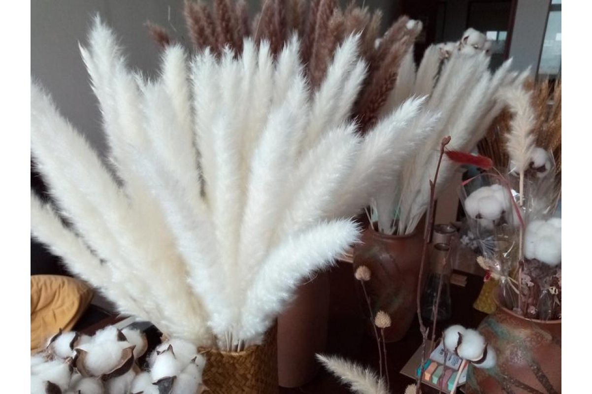 Сухоцвет - Пампасная трава (кортадерия) белая 12 колосков 83 см - Фото 4