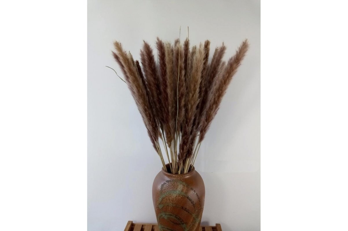Сухоцвет - Пампасная трава (Кортадерия) коричневая 12 колосков 83 см - Фото 4