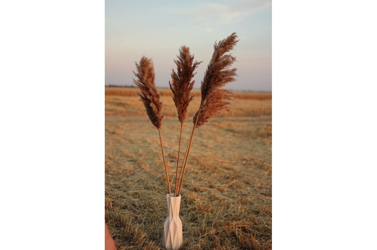 Сухоцвет - Пампасная трава (Кортадерия) коричневая 12 колосков 83 см - Фото 6