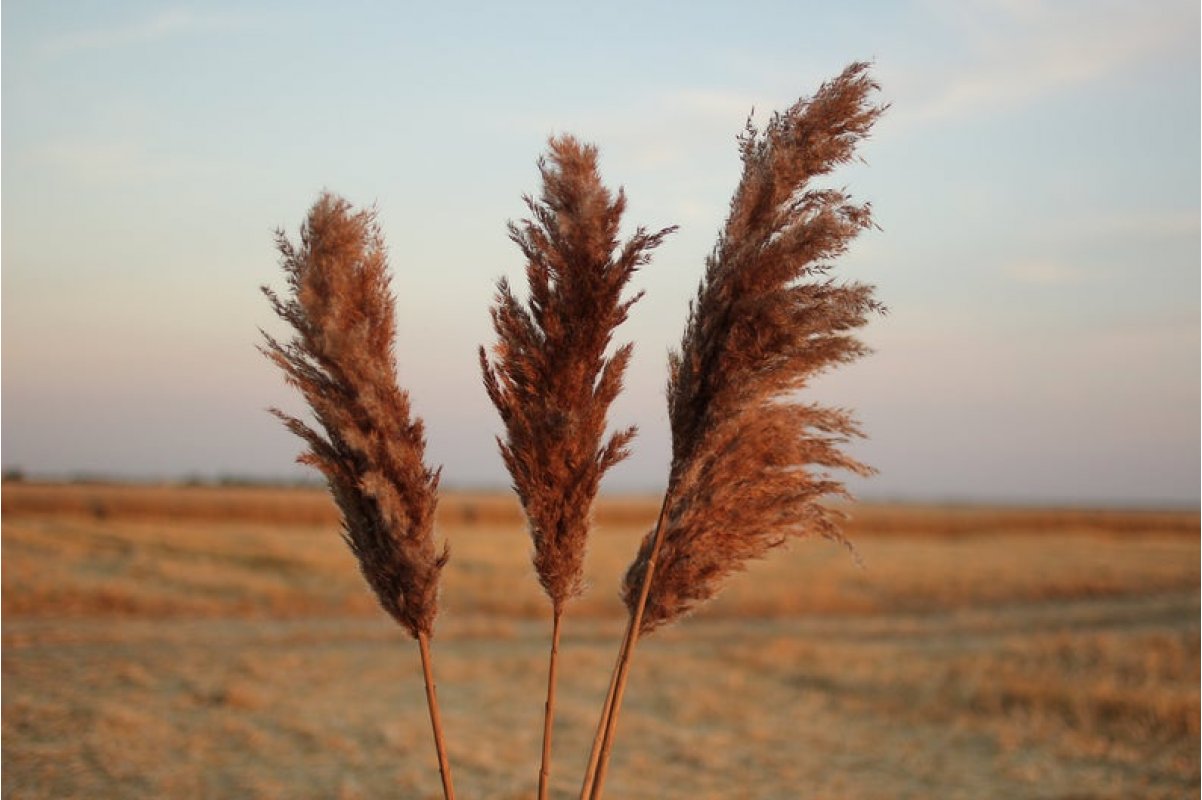 Сухоцвет - Пампасная трава (Кортадерия) коричневая 12 колосков 83 см - Фото 5
