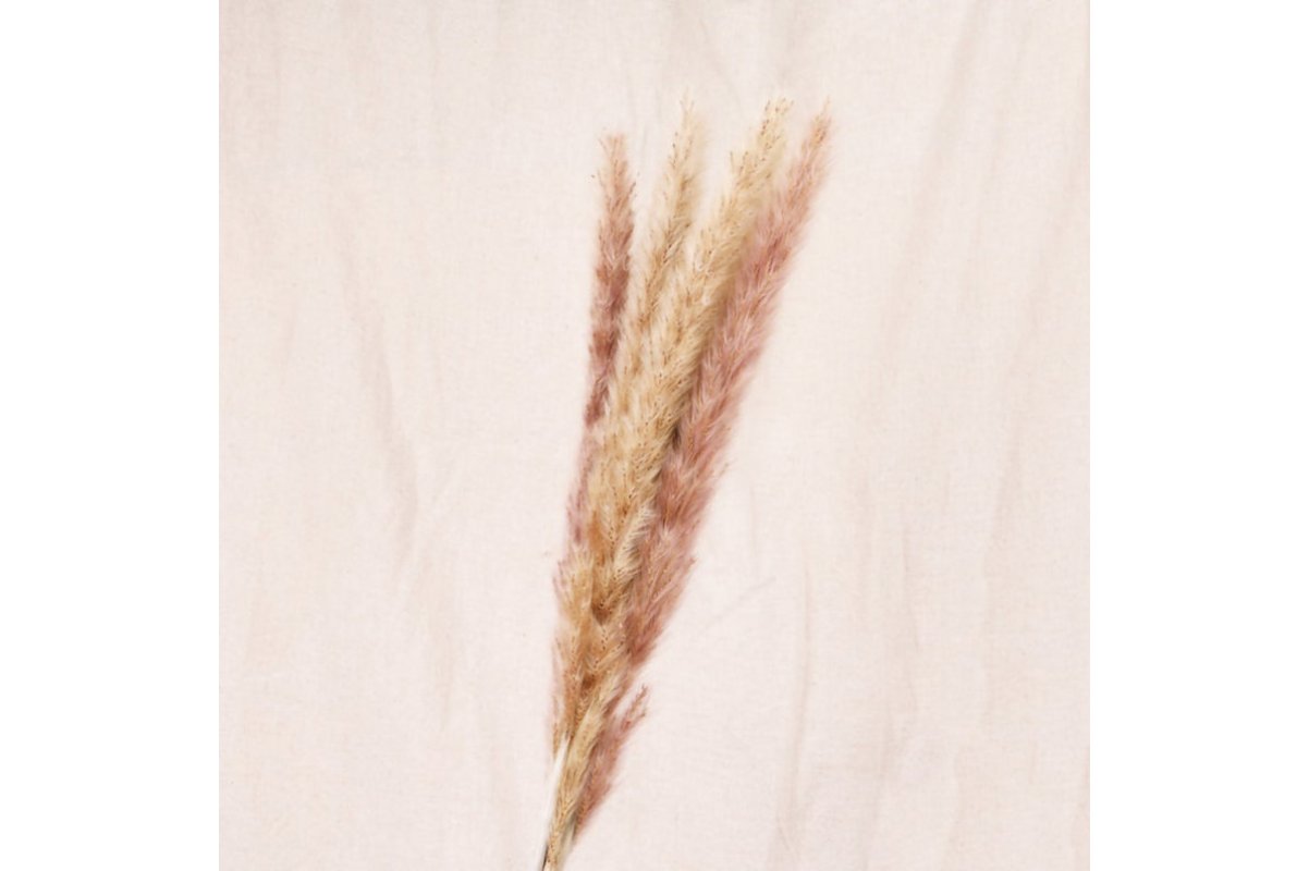 Сухоцвет - Пампасная трава (Кортадерия) коричневая 12 колосков 83 см