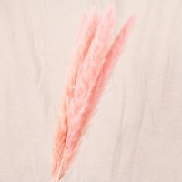 Сухоцвет - Пампасная трава (кортадерия) розовая 12 колосков 83 см