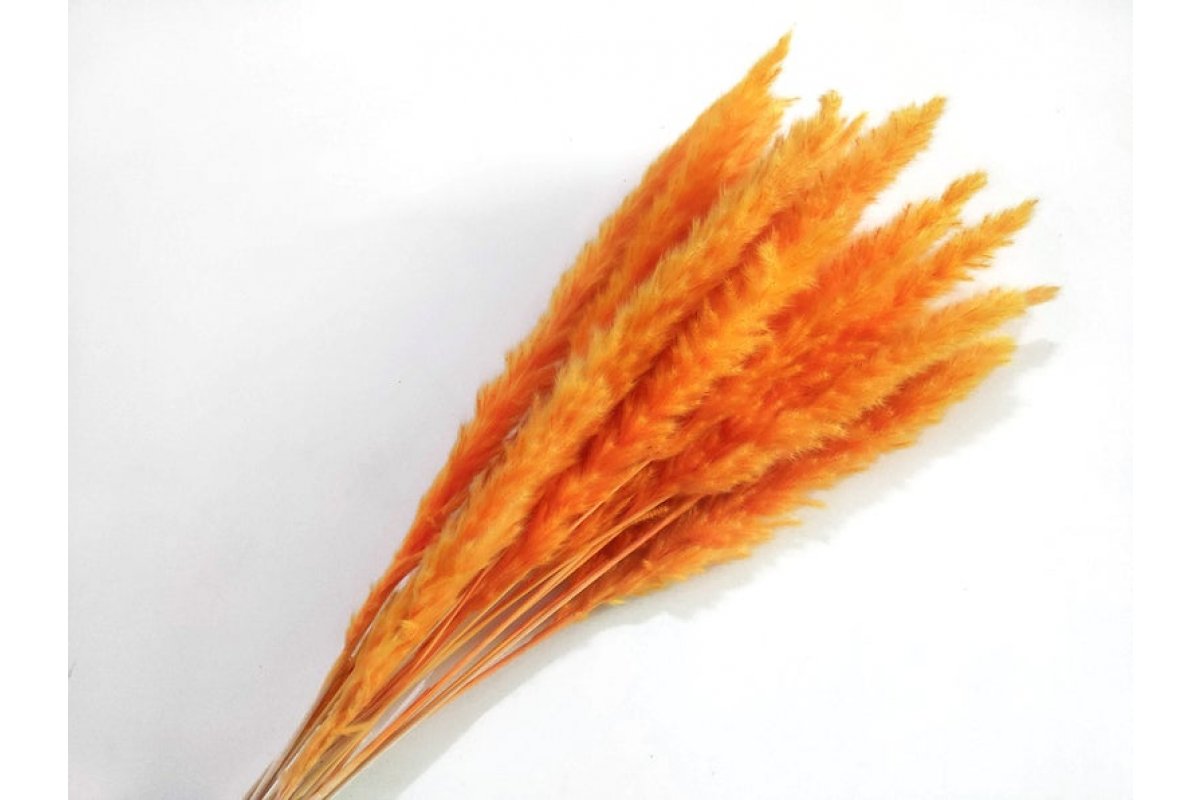 Сухоцвет - Пампасная трава (кортадерия) оранжевая 12 колосков 83 см - Фото 2