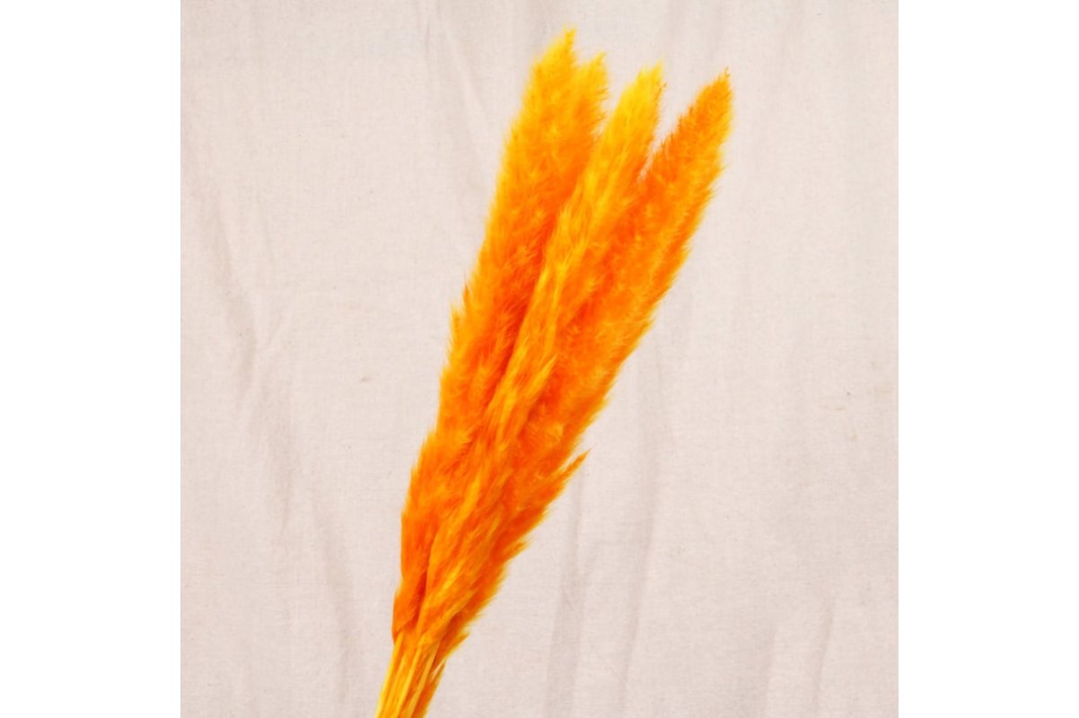 Сухоцвет - Пампасная трава (кортадерия) оранжевая 12 колосков 83 см