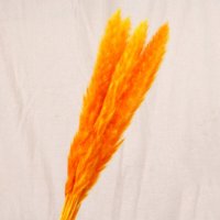 Сухоцвет - Пампасная трава (кортадерия) оранжевая 12 колосков 83 см