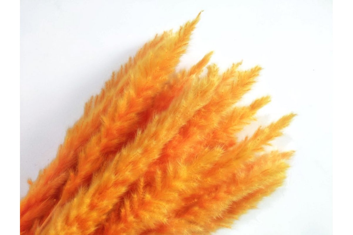 Сухоцвет - Пампасная трава (кортадерия) оранжевая 12 колосков 83 см - Фото 3