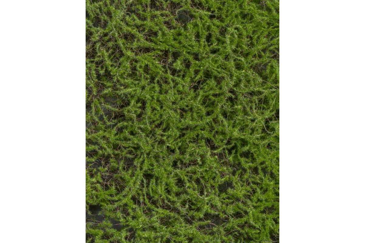 Мох Сфагнум Fuscum искусственный зеленый 100 x 100 см (полотно большое) - Фото 2