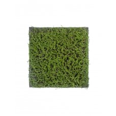 Мох Сфагнум Fuscum искусственный зеленый 50 x 50 см (полотно)