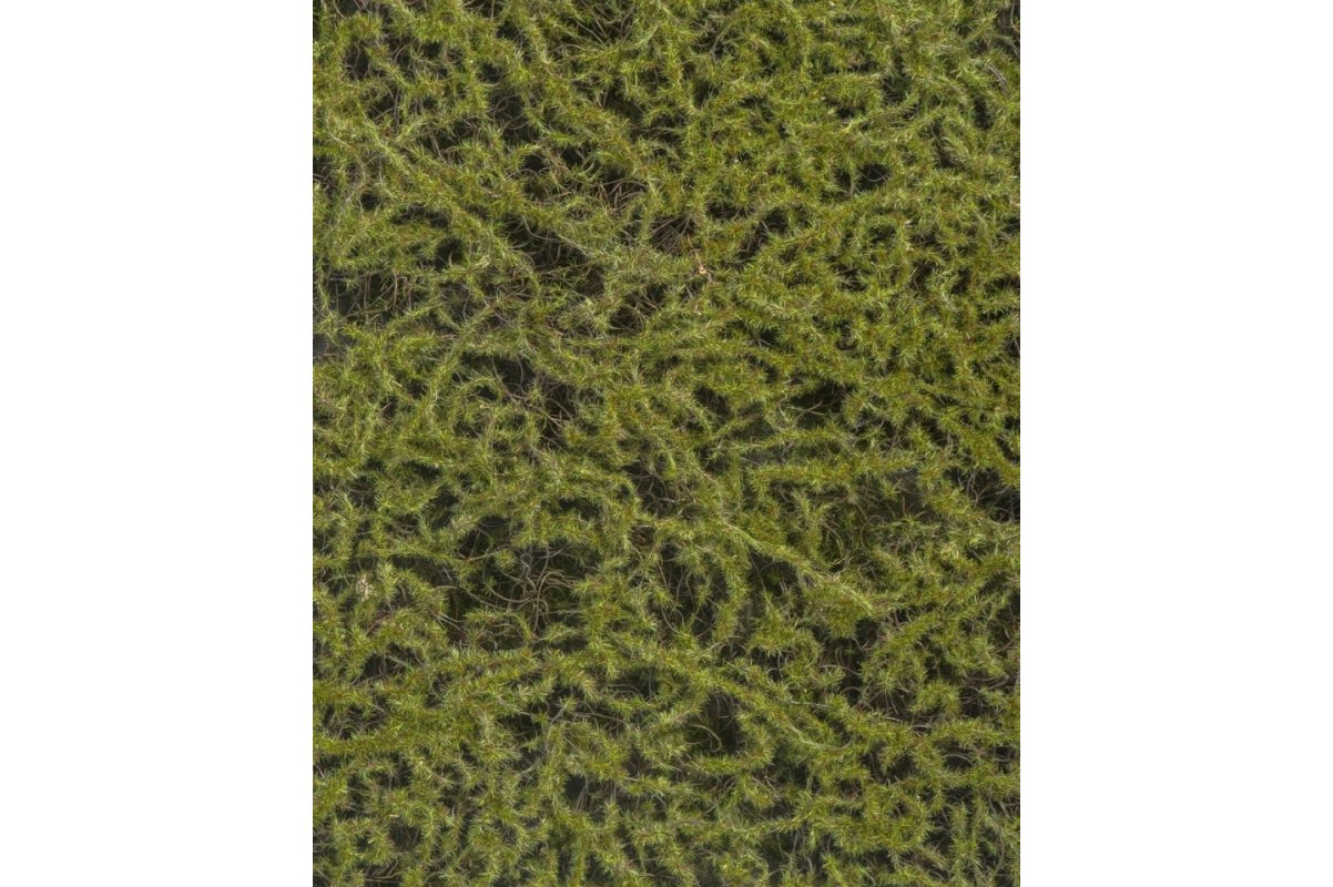 Мох Сфагнум Fuscum искусственный оливково - зеленый 50 x 100 см (полотно среднее) - Фото 2
