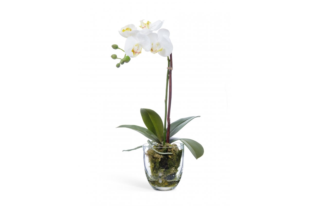 Композиция Орхидея Фаленопсис с мхом, корнями, землей искусственная белая 40 см (Real Touch)