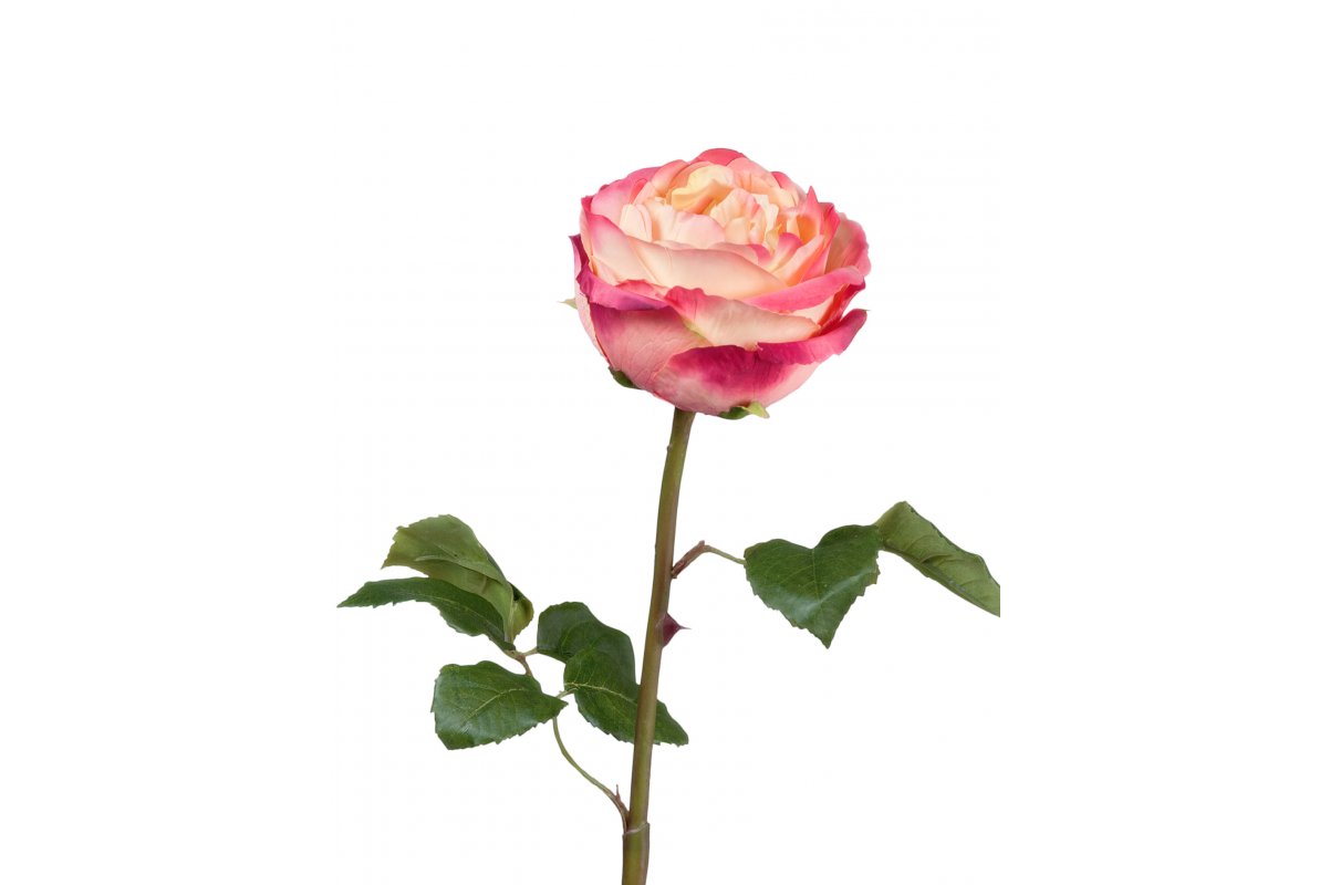 Роза Джема искусственная нежно-персиковая с малиновым 56 см
