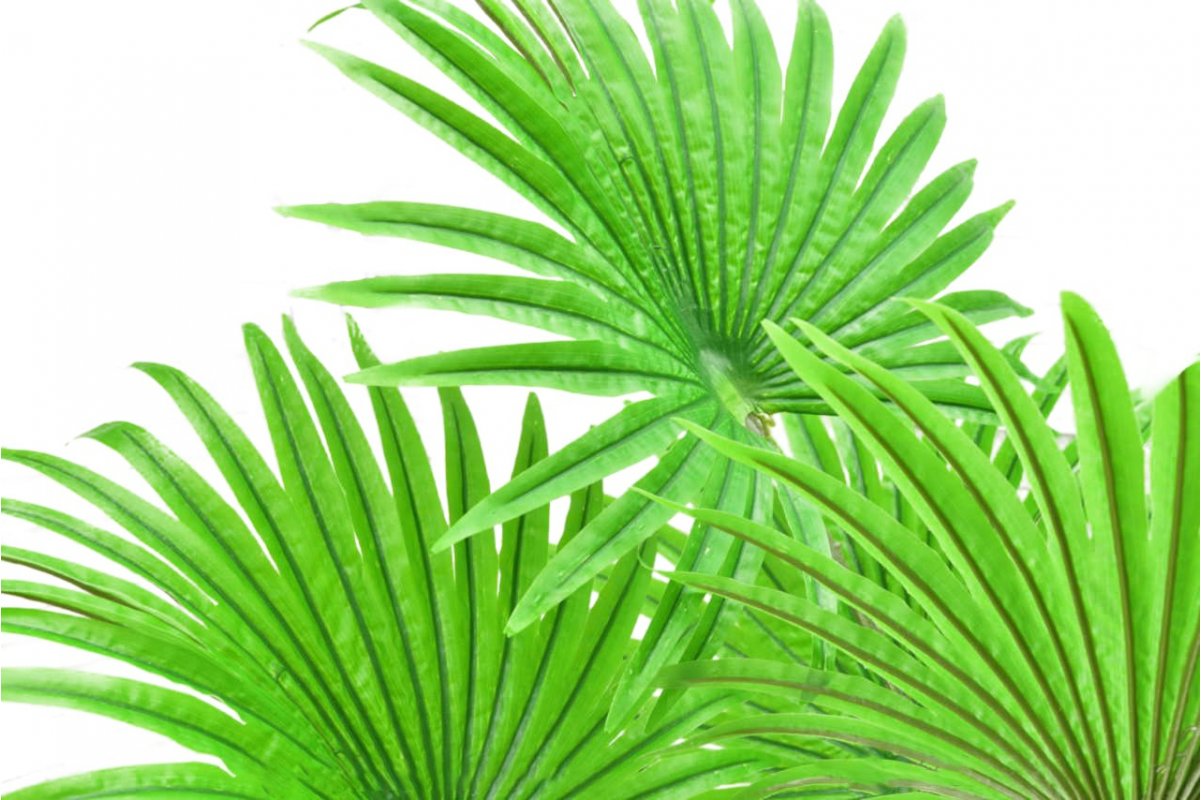 Пальма Вашингтония искусственная веерная в кашпо 120 см - Фото 3