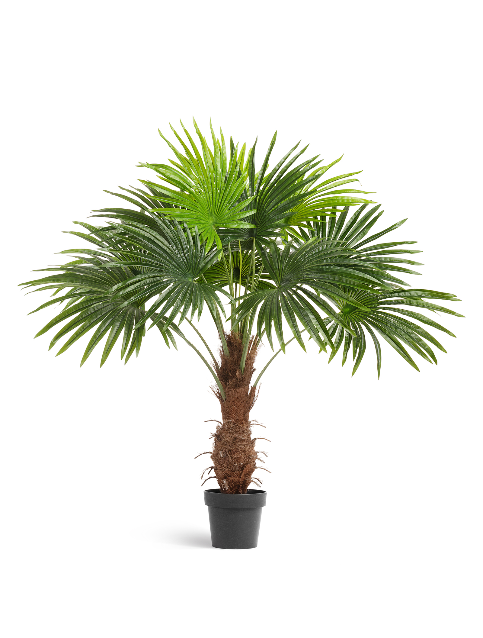 Progasi palma купить. Пальма Вашингтония. Вашингтония Пальма Росток. Пальма Вашингтония 10.071926n. Treez пальмы.